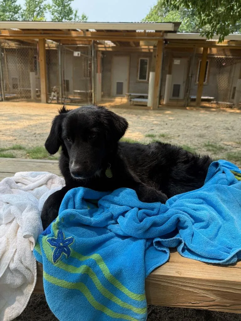 A young medium-sized female Collie dog named Nala for adoption in Hampton, VA