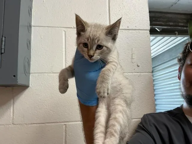 A baby small-sized male Domestic Short Hair cat named A for adoption in San Bernardino, CA