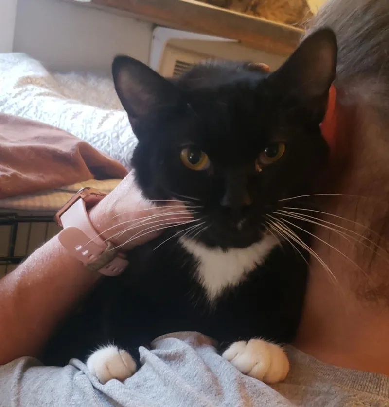 A young small-sized male Black & White / Tuxedo Domestic Short Hair cat named Gregory for adoption in St Regis Falls, NY