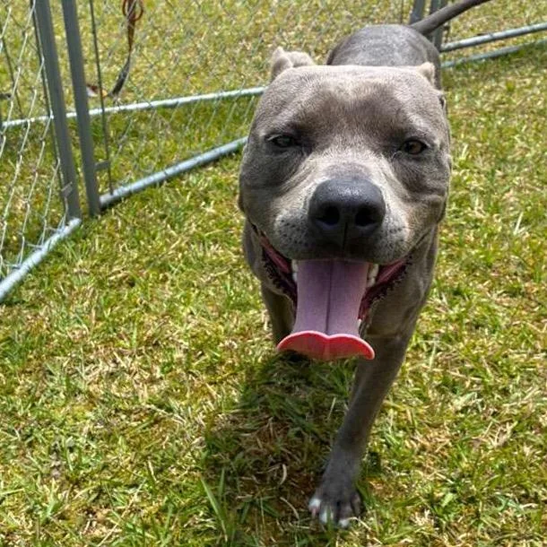 An adult medium-sized female Gray / Blue / Silver Mixed Breed dog named Princess Leia for adoption in Volcano, HI