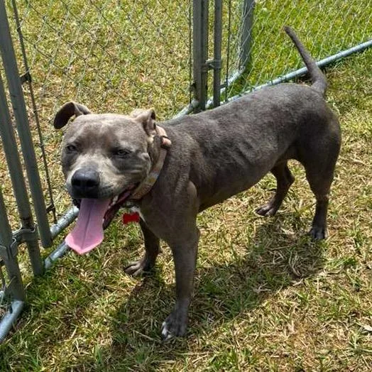 Princess Leia thumbnail 2