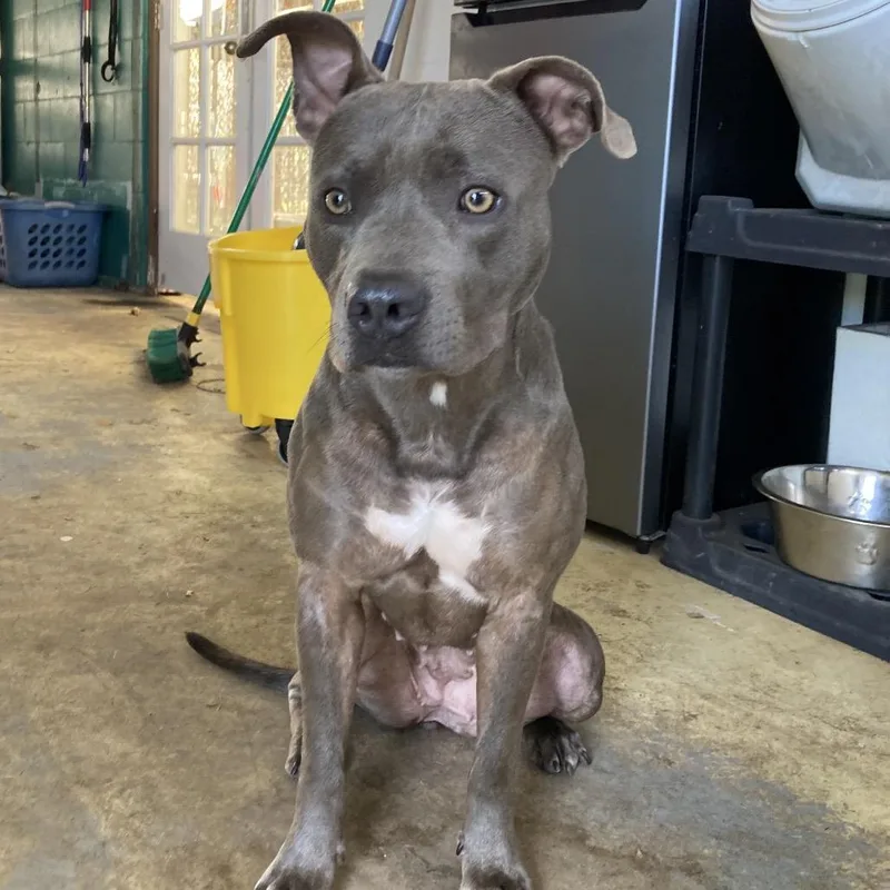 Princess Leia thumbnail 3