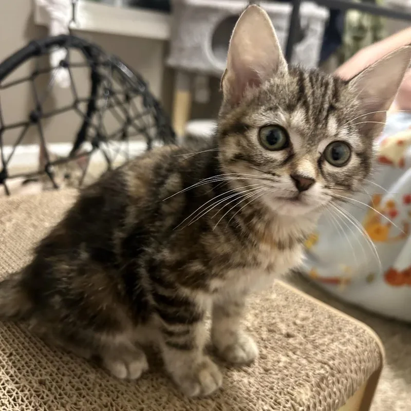 A baby small-sized female Torbie Domestic Short Hair cat named Gretchen for adoption in Evansville, IN