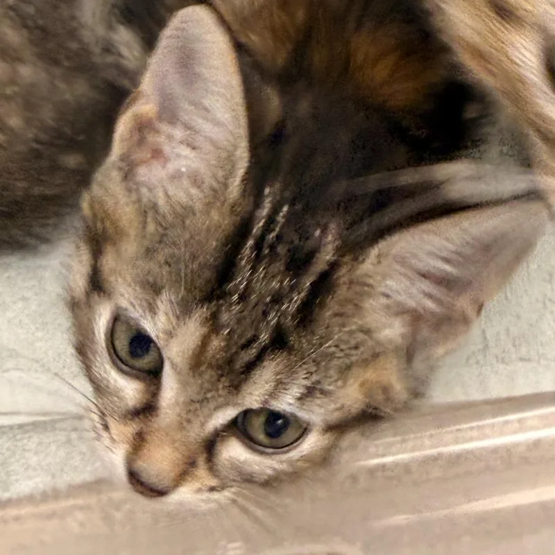 Gretchen thumbnail 2