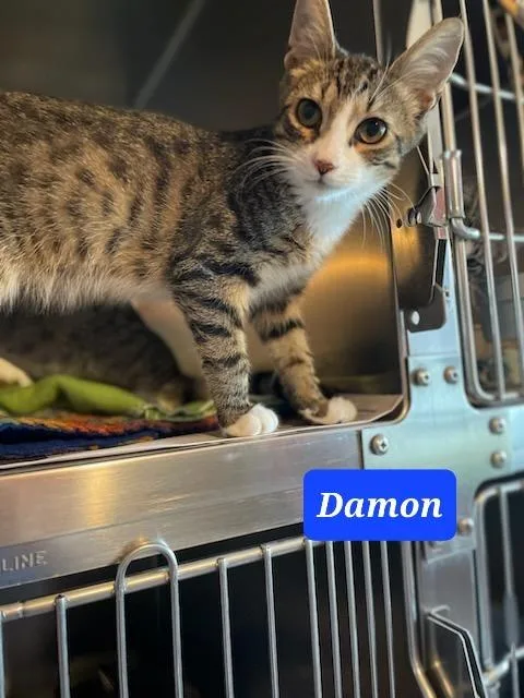 An adult medium-sized male Domestic Short Hair cat named Damon for adoption in Marianna, FL