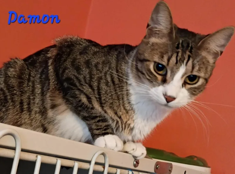 Damon thumbnail 2