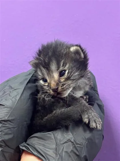 A baby small-sized male Black Domestic Short Hair cat named 60802025 for adoption in El Paso, TX