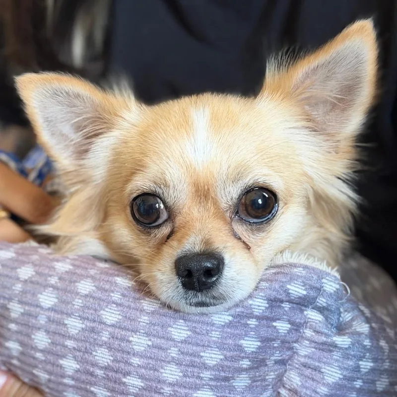 An adult small-sized male Chihuahua dog named Papi for adoption in New Orleans, LA