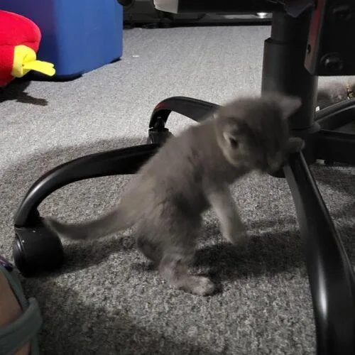 A baby small-sized female Gray & White Domestic Short Hair cat named Matcha for adoption in Tampa, FL
