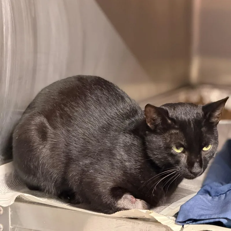 An adult medium-sized male Black Domestic Short Hair cat named Dr. Phill for adoption in Pauls Valley, OK