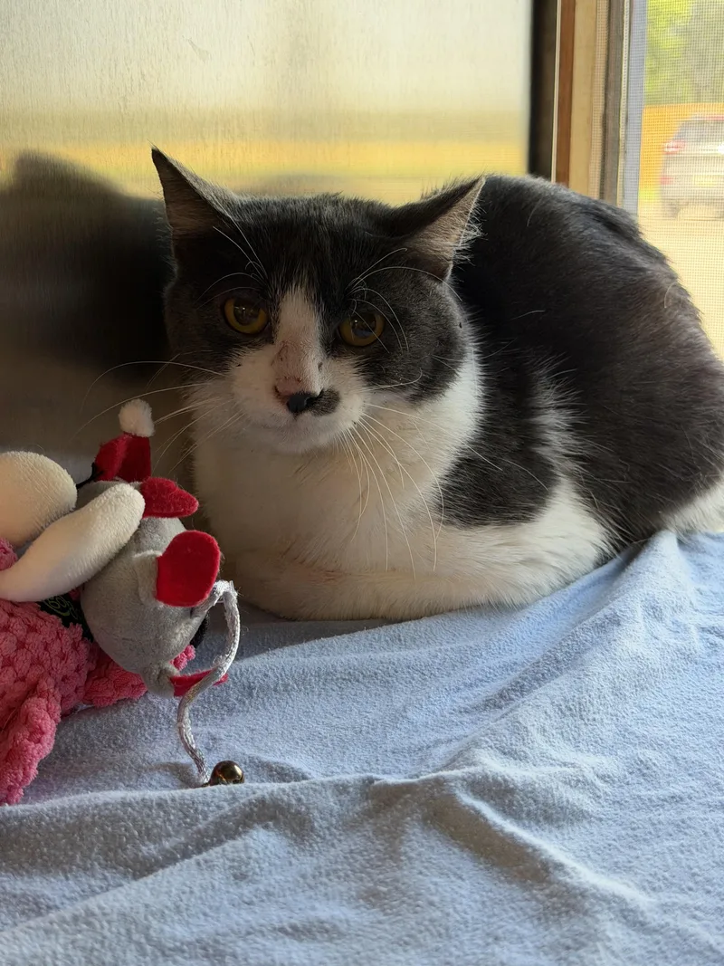 A young small-sized male Gray & White Domestic Short Hair cat named David for adoption in Midland, MI