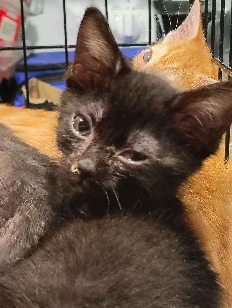 A baby medium-sized male Domestic Short Hair cat named Rolo for adoption in Richland Hills, TX