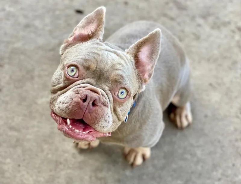 A young medium-sized male French Bulldog dog named Diesel for adoption in Urbandale, IA