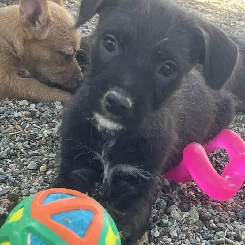 A baby small-sized male Black Wirehaired Terrier dog named Rolf for adoption in Longmont, CO