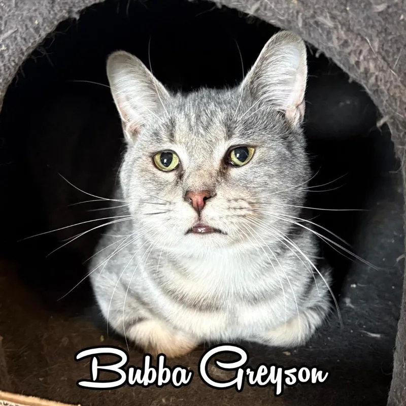 A young small-sized male Domestic Short Hair cat named Bubba Greyson for adoption in Hillsboro, OH