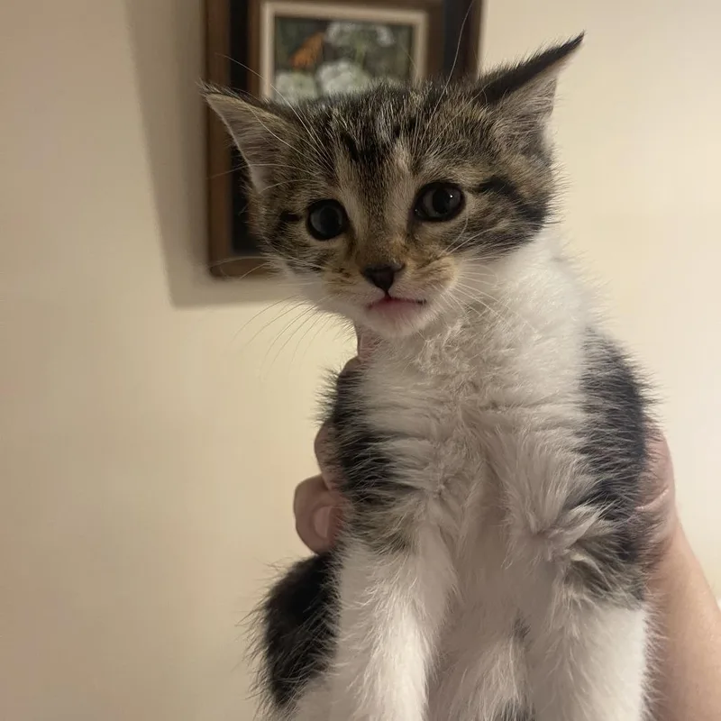 A baby small-sized male Gray / Blue / Silver Domestic Short Hair cat named Roo In Vienna  for adoption in Alexandria, VA