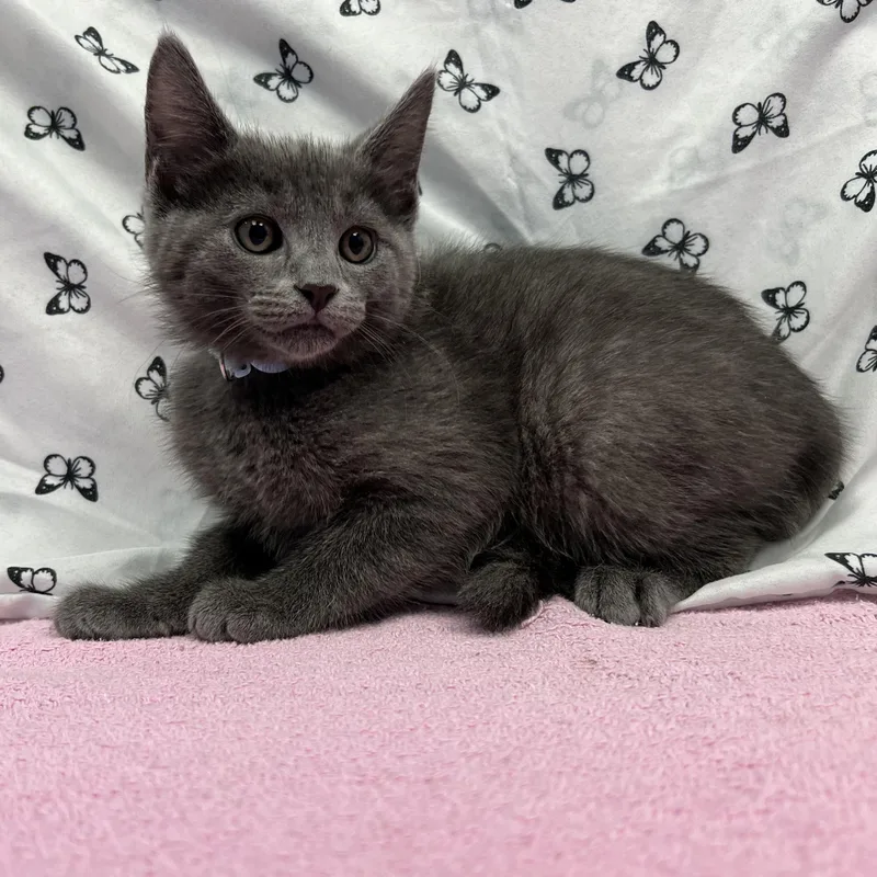 A baby medium-sized male Gray / Blue / Silver Domestic Short Hair cat named Elwood for adoption in Bear, DE
