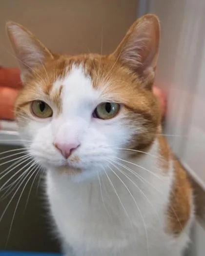 An adult small-sized male Domestic Short Hair cat named Mort for adoption in Fishers, IN