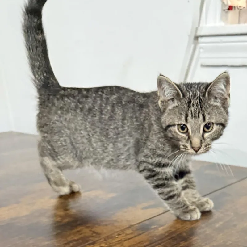 A baby small-sized male Brown / Chocolate Domestic Short Hair cat named WreckIt Ralph for adoption in Normal, IL