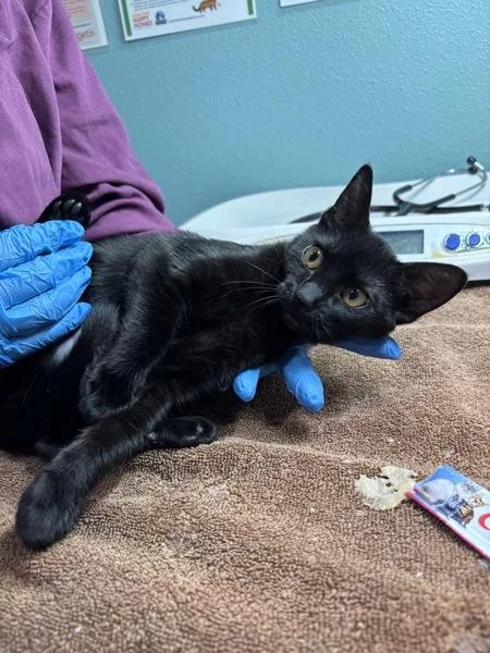 A baby small-sized female Domestic Short Hair cat named Campfire Nights for adoption in Sherwood, OR