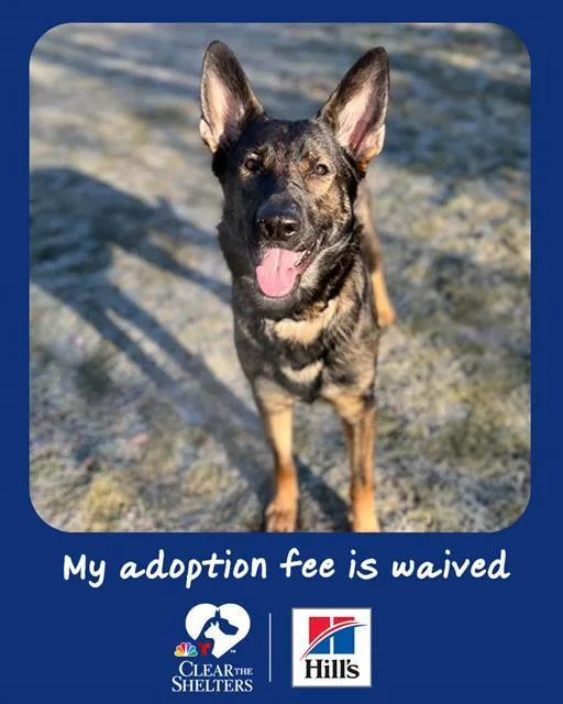 An adult medium-sized female German Shepherd Dog dog named Savannah for adoption in Dedham, MA