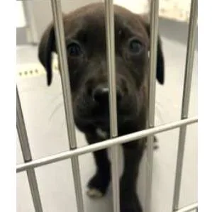 A baby small-sized male Black Mixed Breed dog named Georgie for adoption in Newark, DE