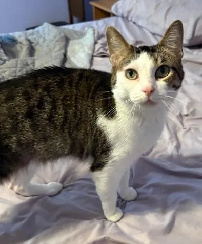 An adult medium-sized female American Shorthair cat named Carey & London for adoption in Indianapolis, IN
