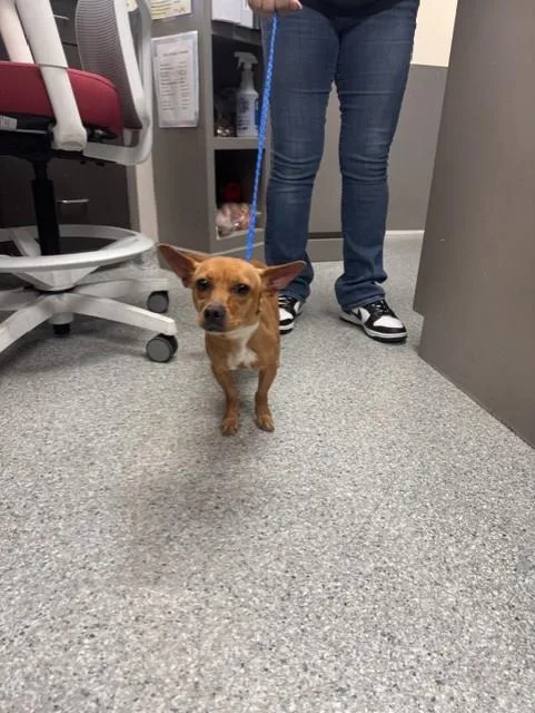 A young small-sized female Chihuahua dog named Sky for adoption in Pasadena, TX