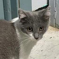 A baby medium-sized female Gray & White Domestic Medium Hair cat named Midge for adoption in Spencer, IN