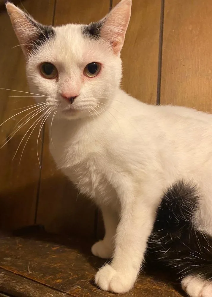 A young medium-sized female Black & White / Tuxedo Domestic Short Hair cat named Nalaq for adoption in Metamora, IL