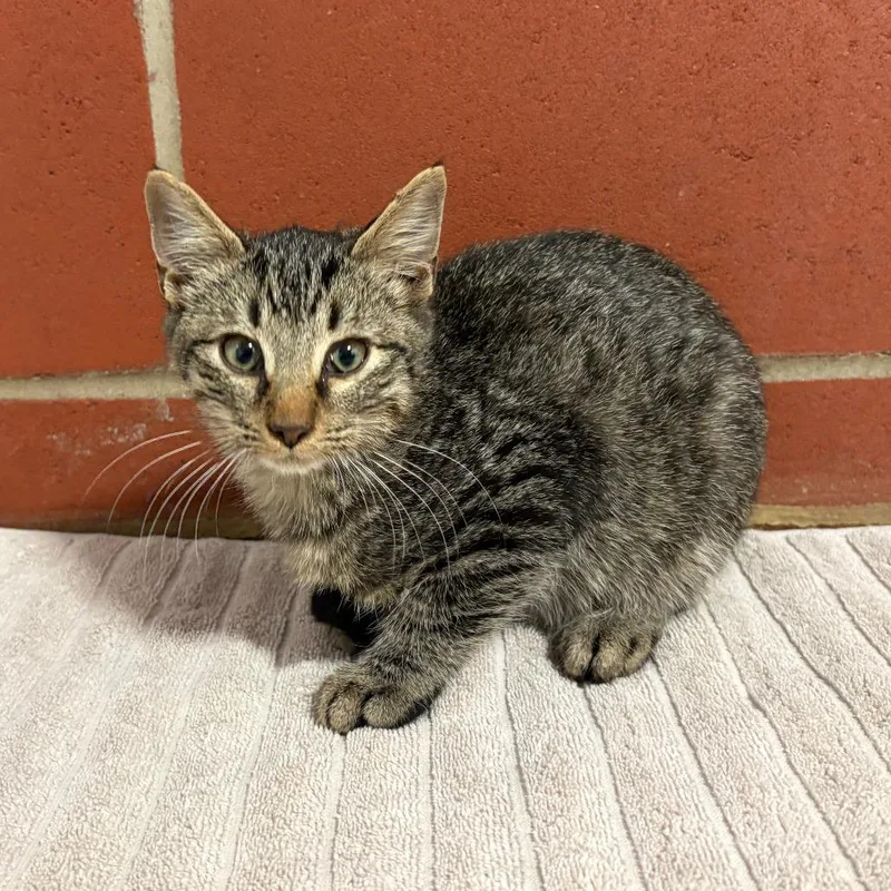 A baby small-sized male Brown / Chocolate Domestic Short Hair cat named Salem for adoption in Cabot, AR