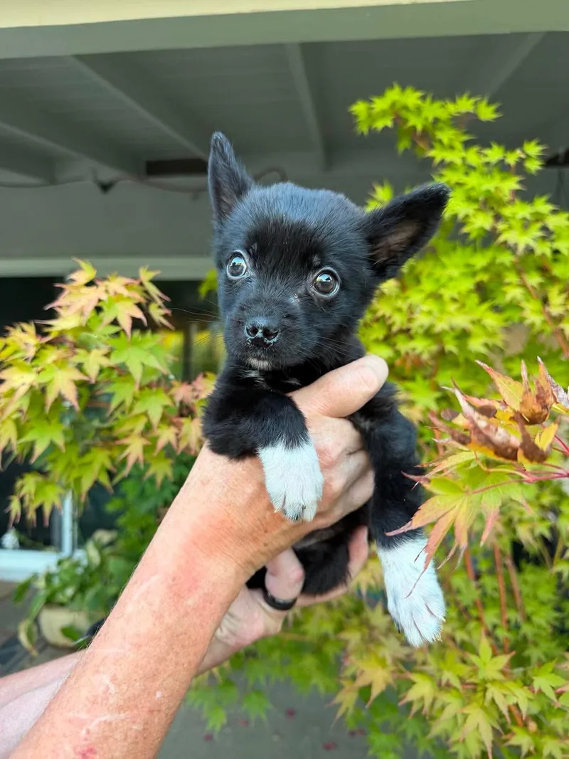 A baby large-sized male German Shepherd Dog dog named Jameson for adoption in Lodi, CA
