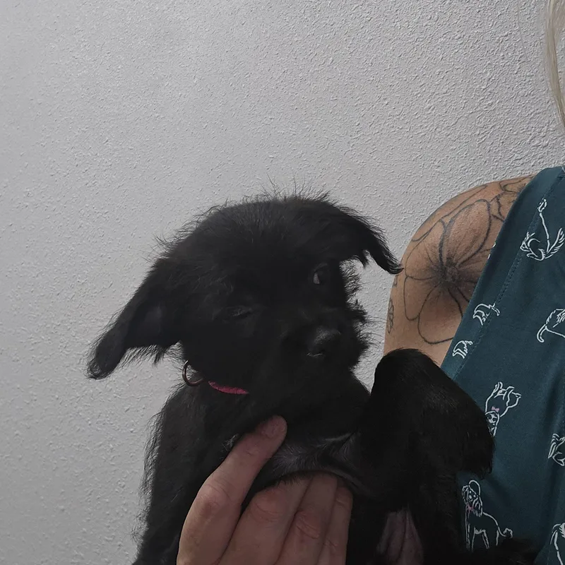 Onyx