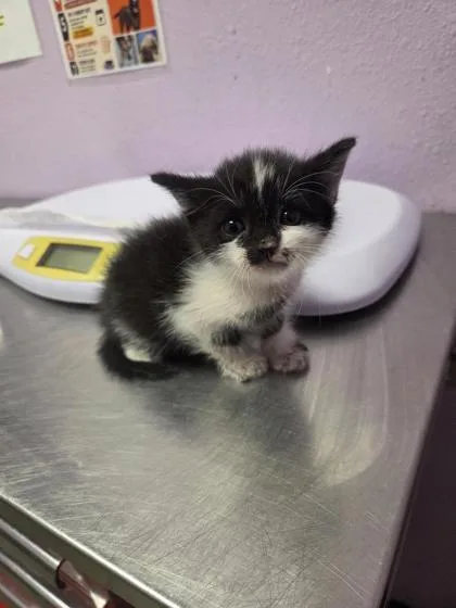 A baby small-sized male Black Domestic Short Hair cat named 61514221 for adoption in El Paso, TX