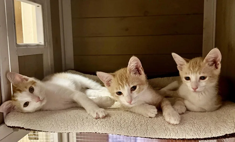 A baby medium-sized male Orange & White Domestic Short Hair cat named Michael for adoption in Napa, CA
