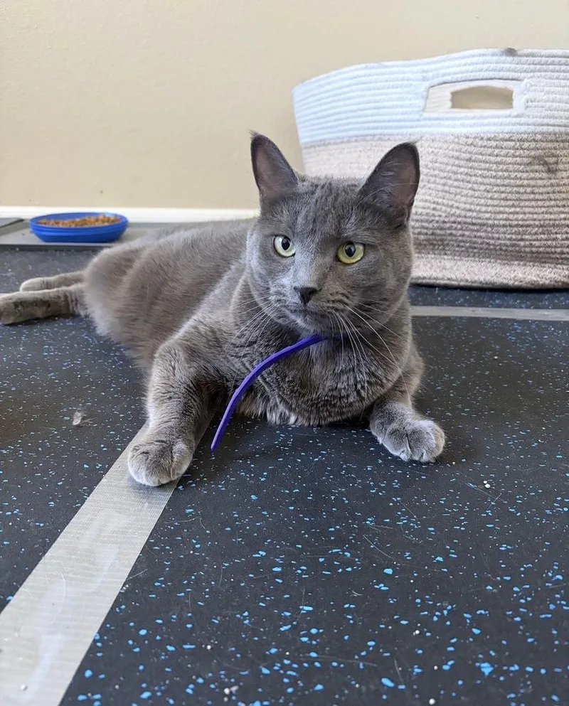 A baby small-sized female Gray / Blue / Silver Domestic Short Hair cat named Mashy for adoption in Fort collins, CO
