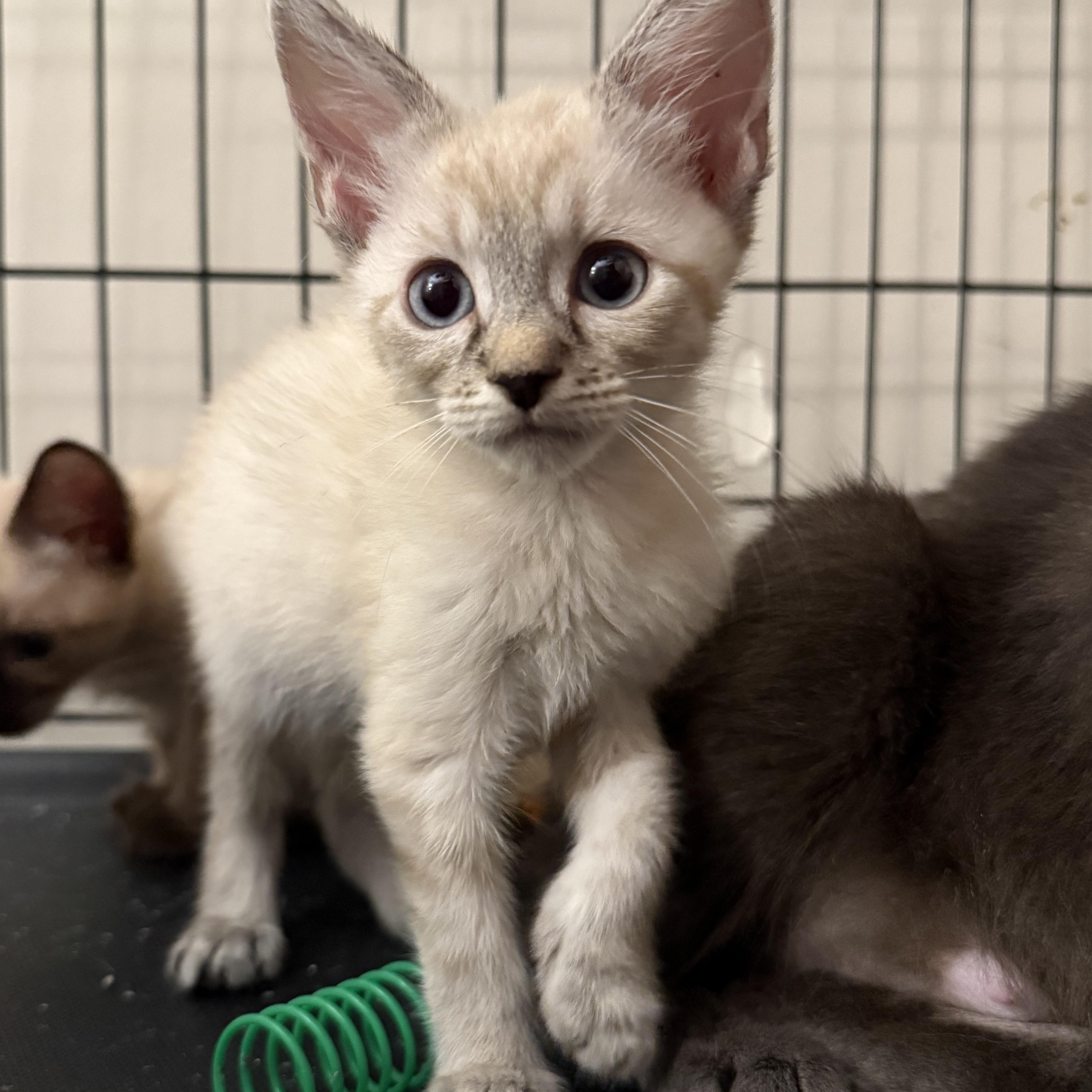 A baby medium-sized male Buff & White Siamese cat named Helios for adoption in Intercession city , FL