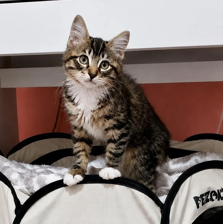 A baby small-sized male Tabby (Buff / Tan / Fawn) Domestic Medium Hair cat named Dixon for adoption in Richmond, VA