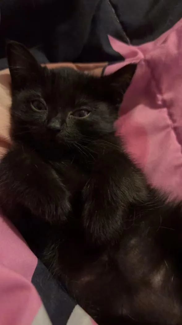 A baby medium-sized male Black Domestic Short Hair cat named Goose for adoption in Greensboro, NC