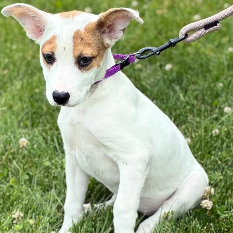 A baby medium-sized female White / Cream Labrador Retriever dog named Flutter for adoption in South Elgin, IL