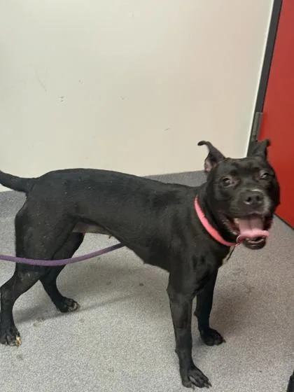 An adult medium-sized female Mixed Breed dog named Queen for adoption in West Chester, PA