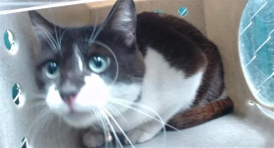 An adult medium-sized female Domestic Short Hair cat named Piper for adoption in Downey, CA