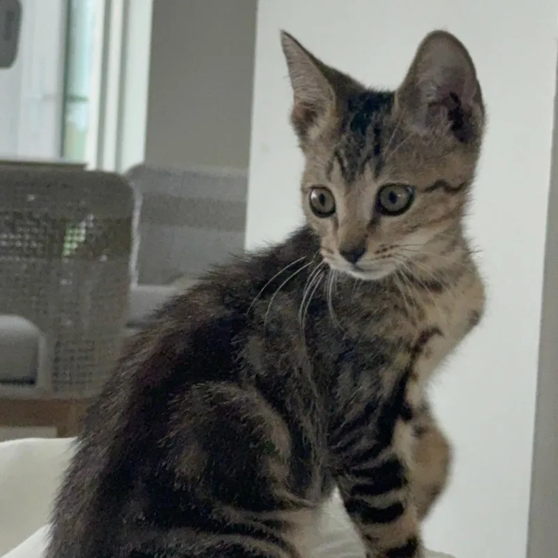 A baby small-sized male Brown / Chocolate Domestic Short Hair cat named Camo for adoption in Jupiter, FL