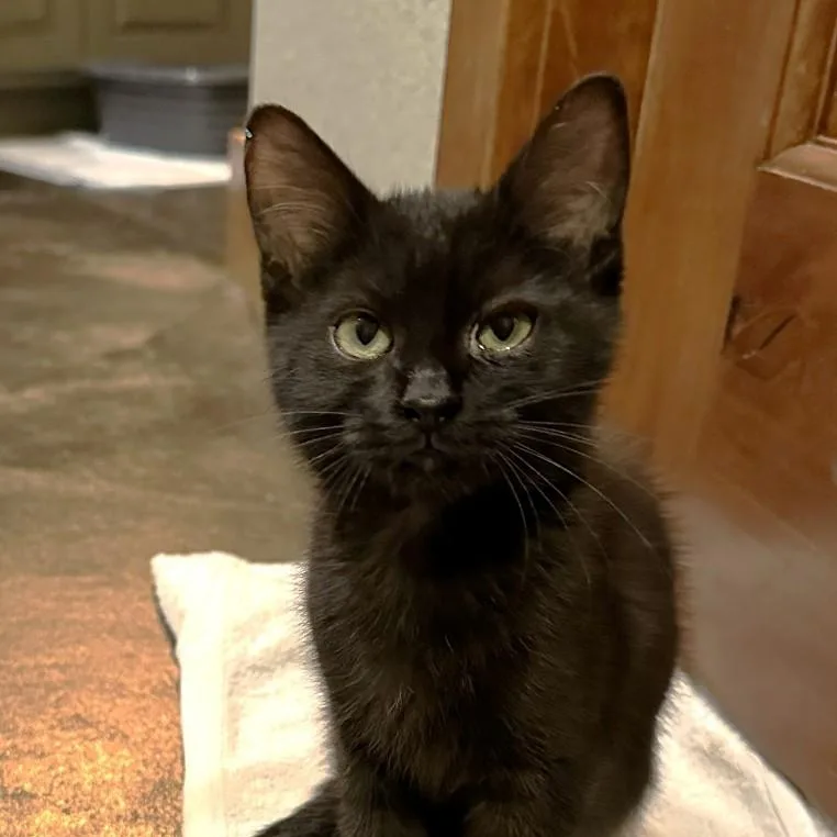 A baby small-sized female Black Domestic Short Hair cat named Callie Brackeen for adoption in Morrison, CO