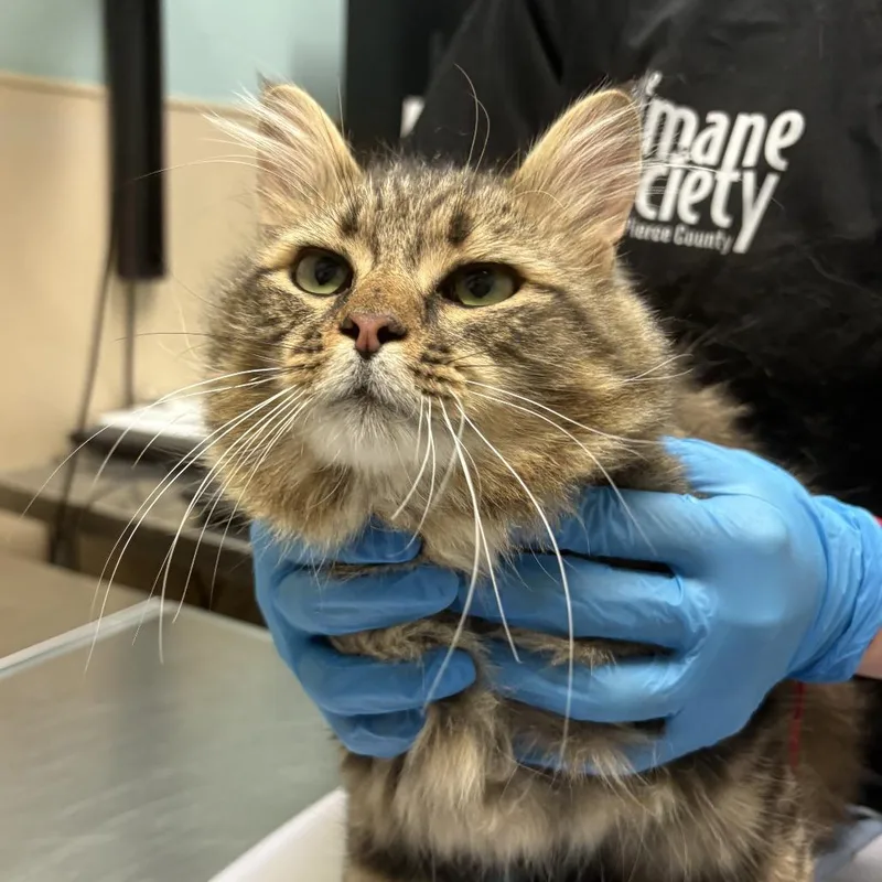 An adult medium-sized male Brown / Chocolate Domestic Medium Hair cat named Rainier for adoption in Tacoma, WA