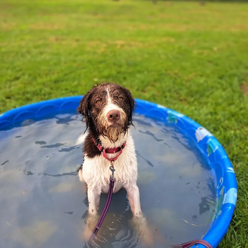 An adult medium-sized male White / Cream German Wirehaired Pointer dog named Shrek for adoption in Wooster, OH