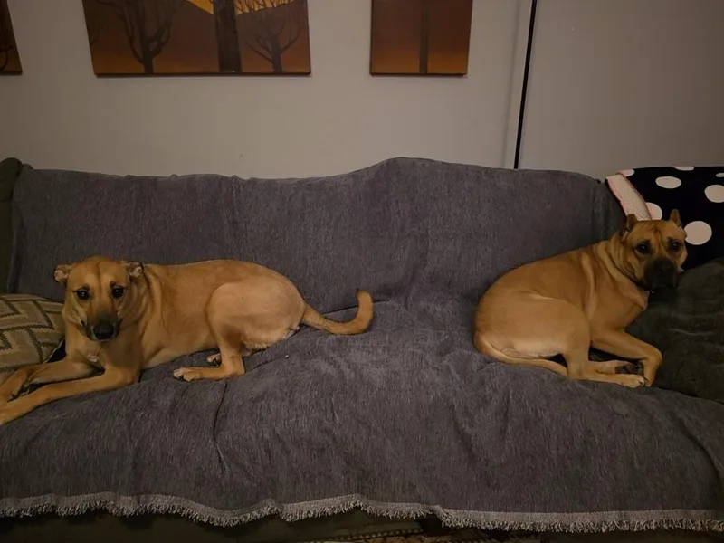 Claire Bear thumbnail 5