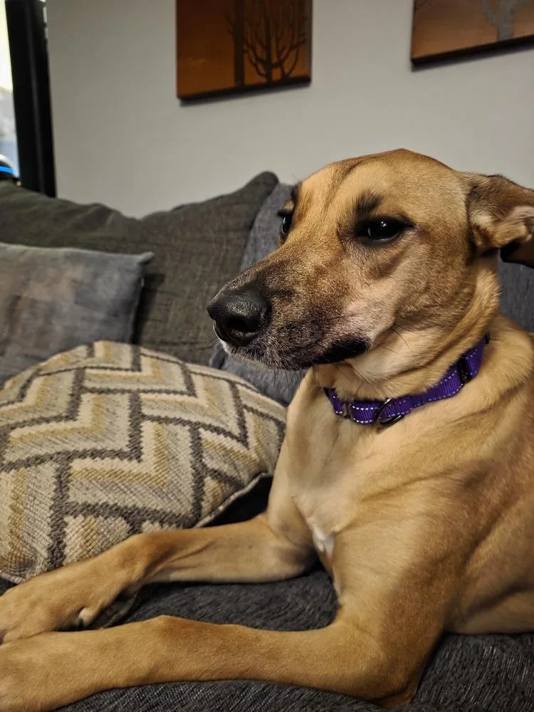 Claire Bear thumbnail 6