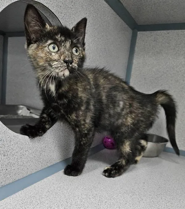 A baby small-sized female Domestic Short Hair cat named Gillian Owens for adoption in Skillman, NJ