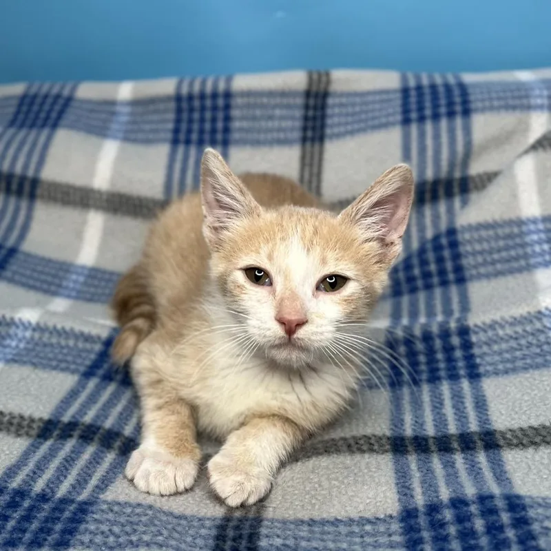 A baby small-sized male Buff / Tan / Fawn Domestic Short Hair cat named Lemon for adoption in San Antonio, TX